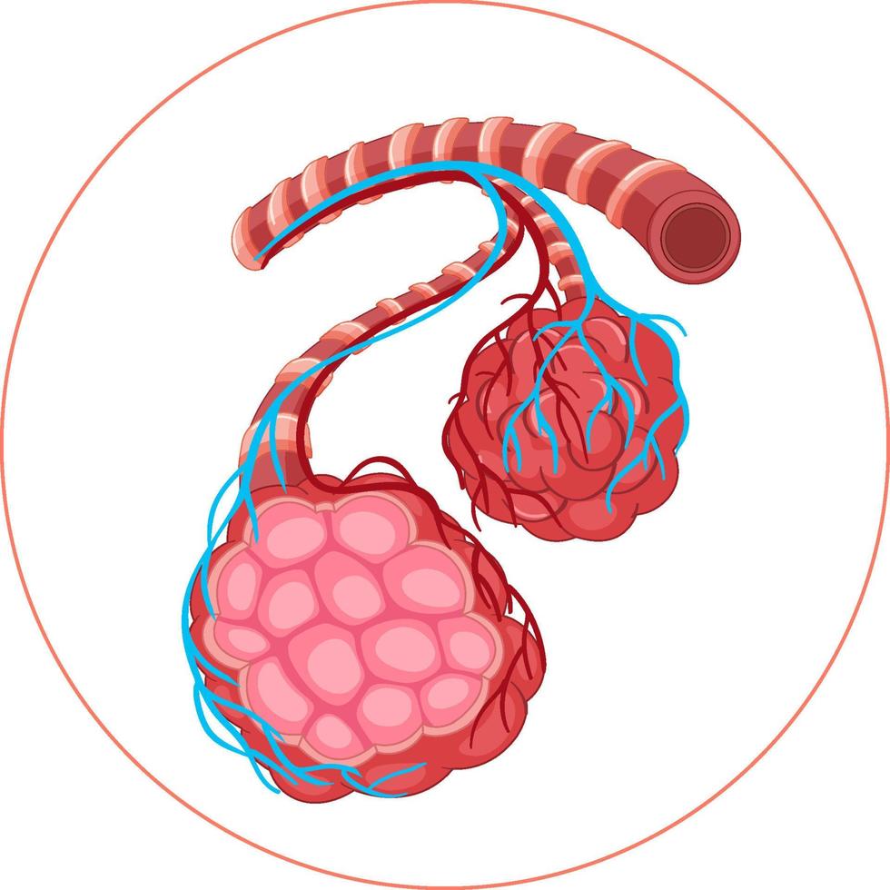 Diagram of sickness in human lungs vector