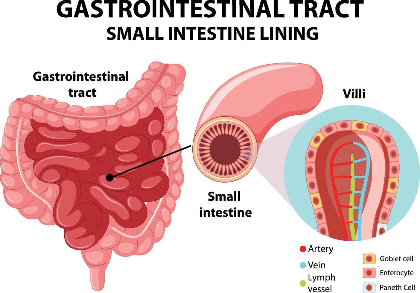 Diagram showing gastrointestinal tract vector