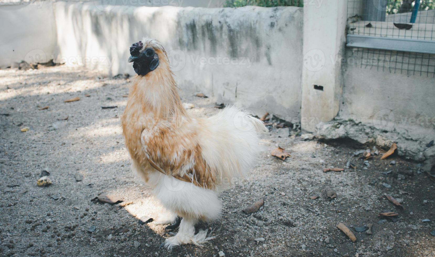 Chicken standing on a barnyard with a chicken coop. i photo