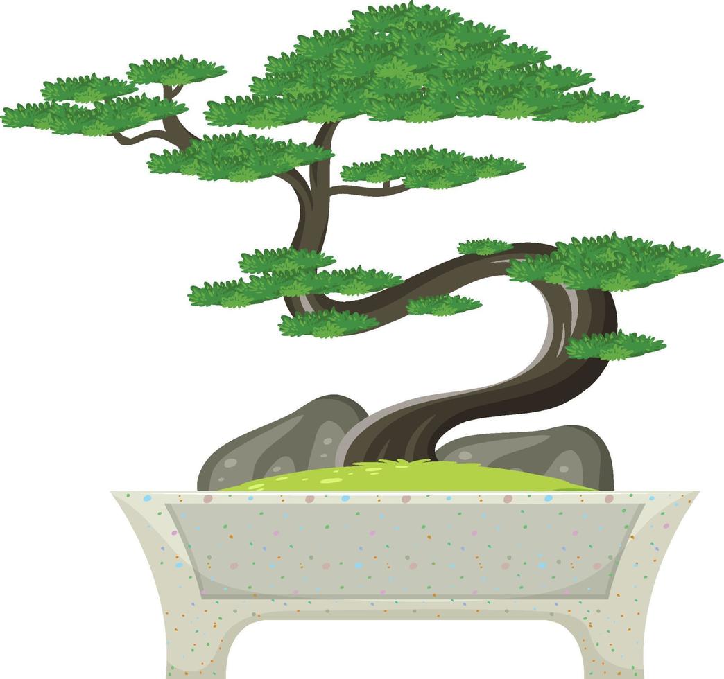 Bonsai tree in pot on white background vector