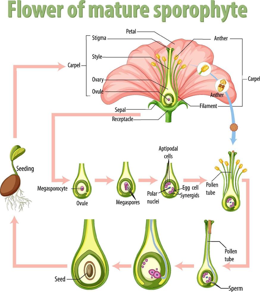 Diagram showing flower of mature sporophyte vector