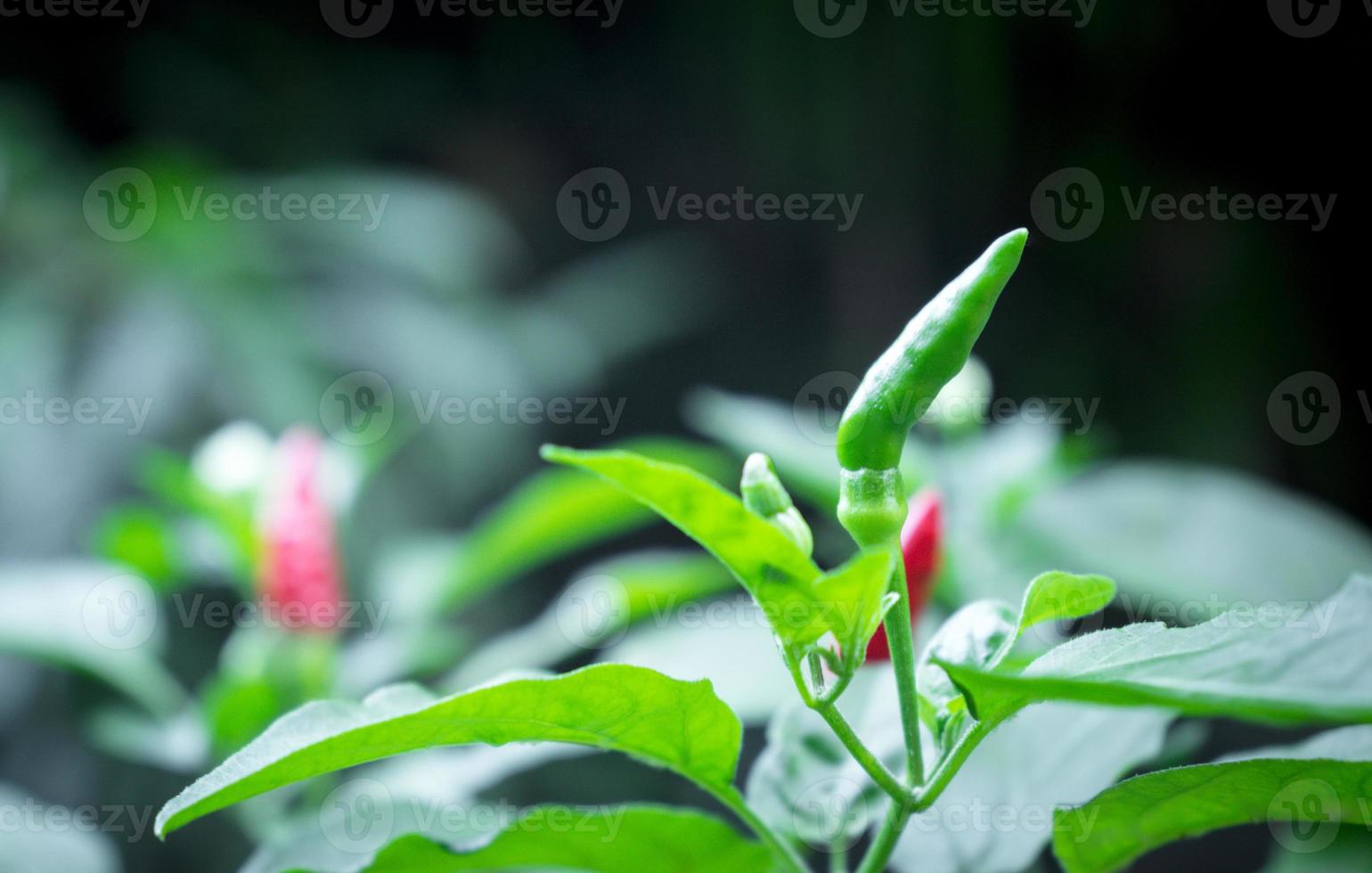 Green peppers on the plant in the garden. photo