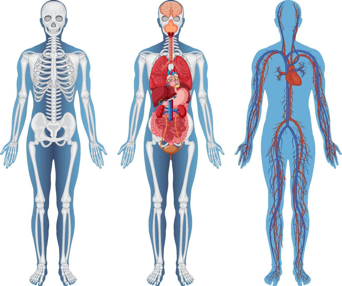 estructura anatómica cuerpos humanos vector