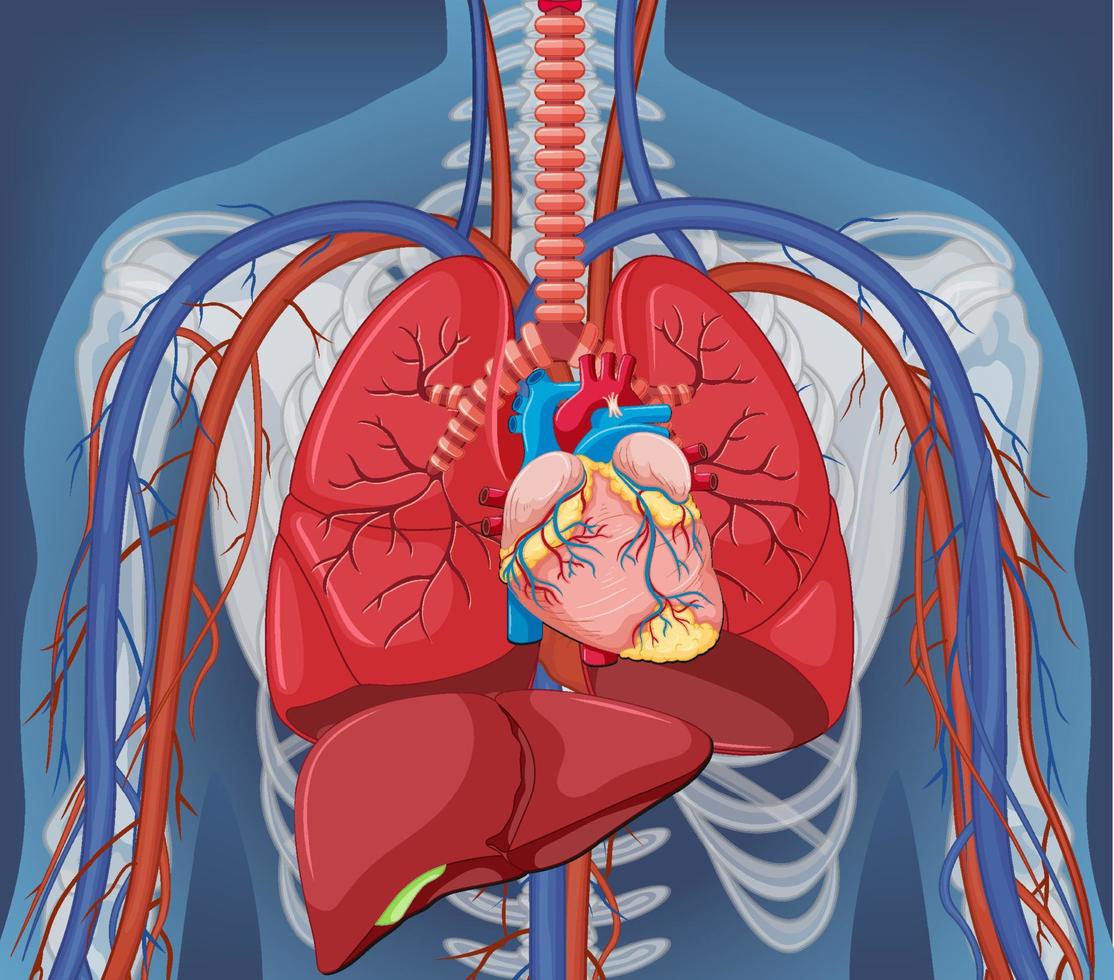 radiografía, de, cuerpo humano, con, órganos internos vector