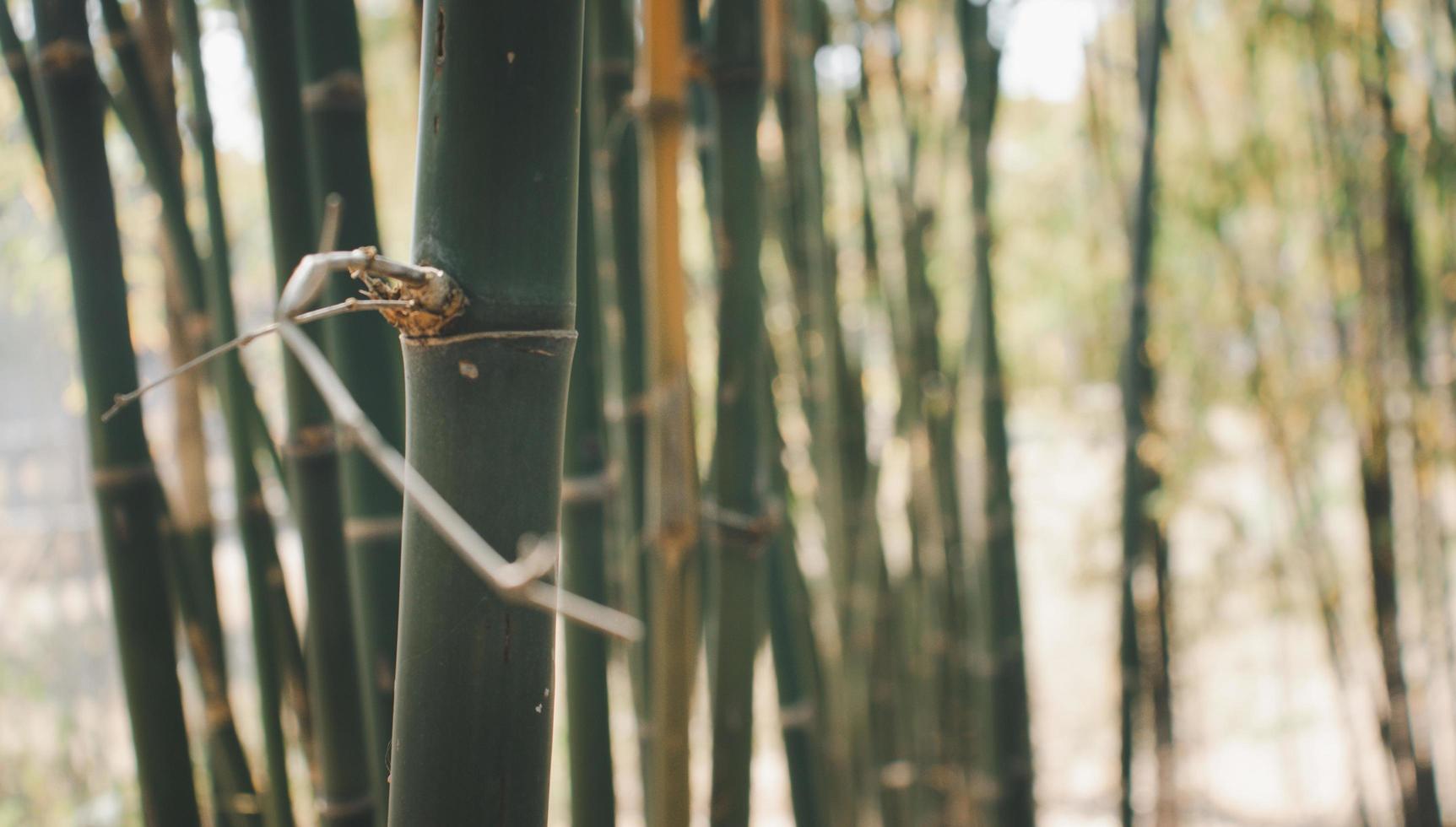 Closeup shot of thin tree trunks and bamboo stalks . photo