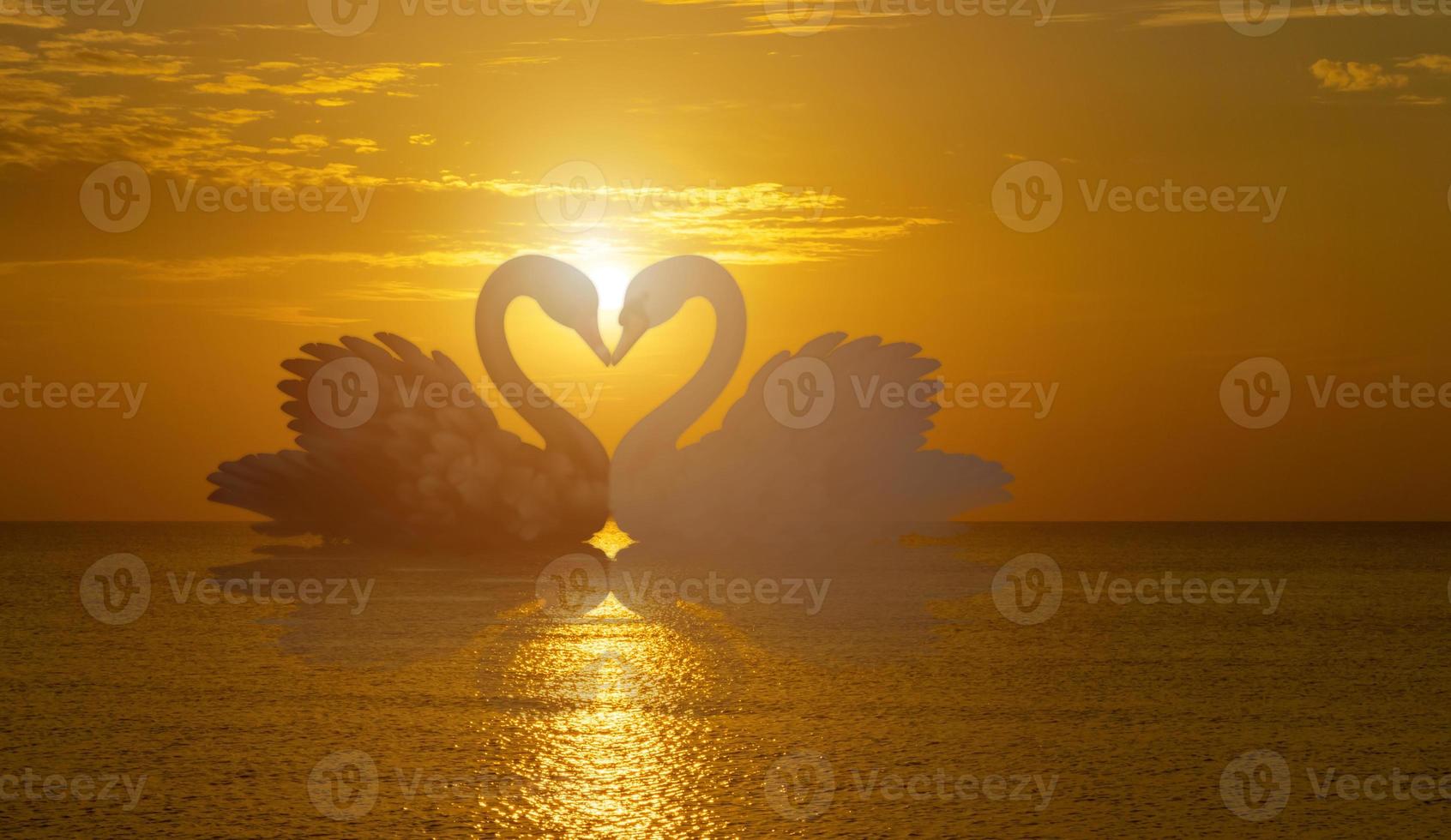 beautiful black swan in heart shape on lake sunset . photo