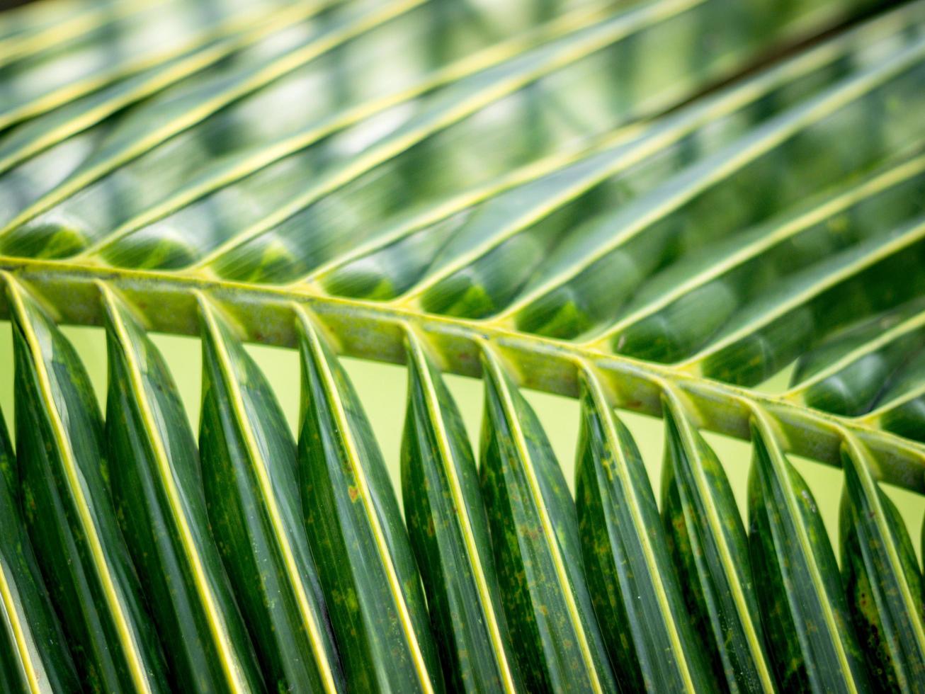 Green coconut leaves Arranged in an orderly manner With nature photo