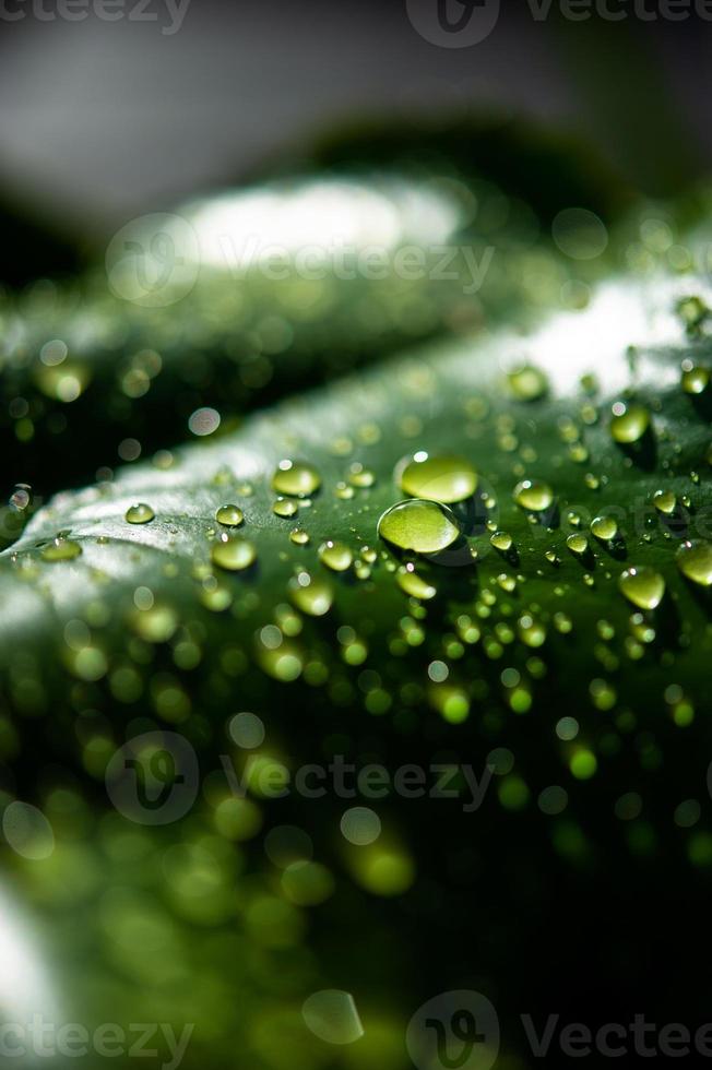 las gotas de rocío en las hojas no son verdes foto