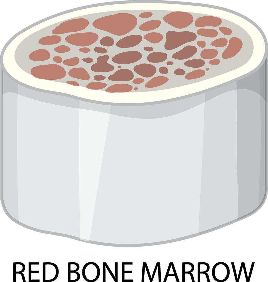 Red bone marrow on white background vector