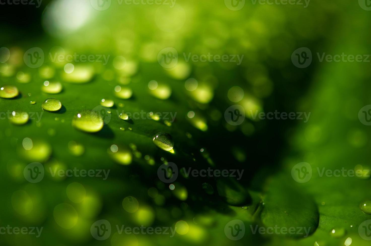 las gotas de rocío en las hojas no son verdes foto