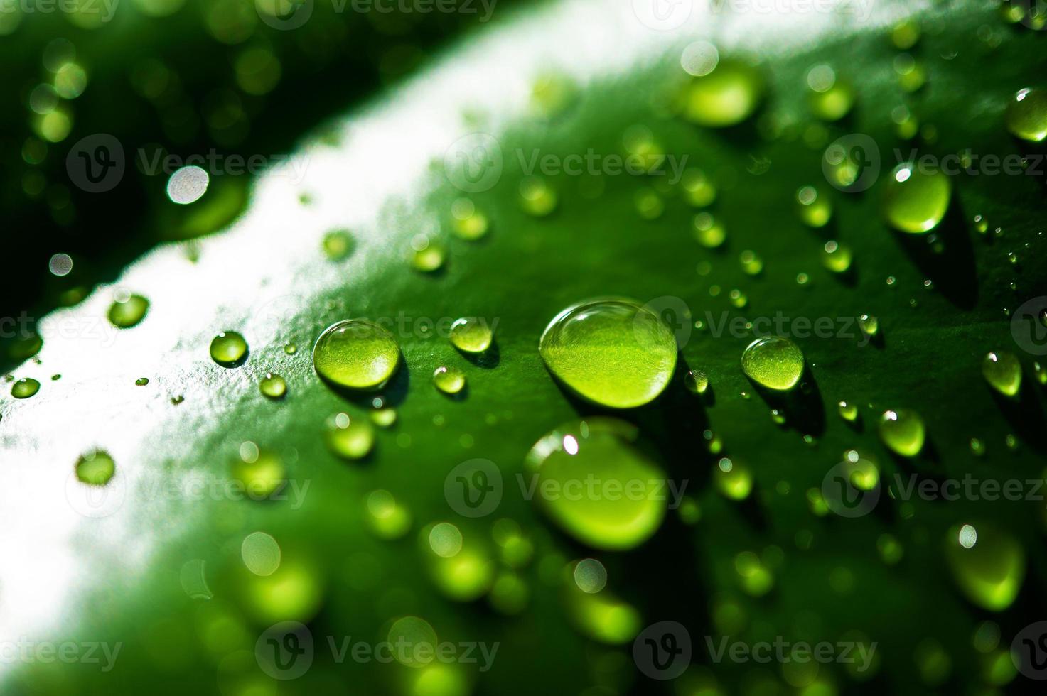 The dew drops on the leaves are not green photo
