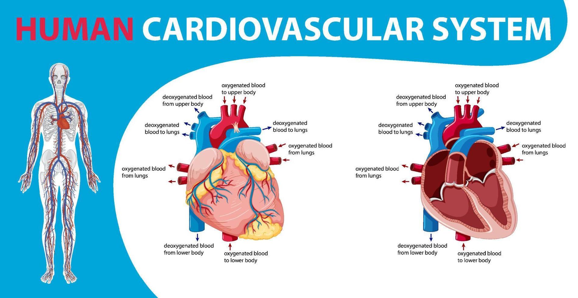 Human internal organ with heart vector
