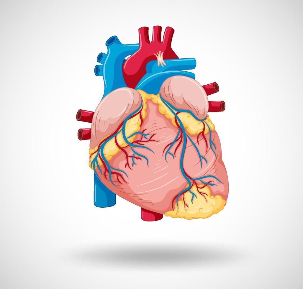 Human internal organ with heart vector