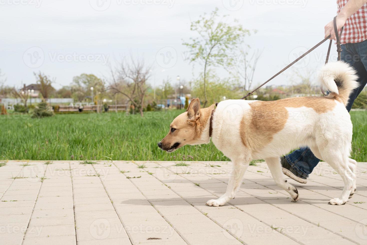 Profile shot of a young guy walking his dog in a park on a sunny spring day photo