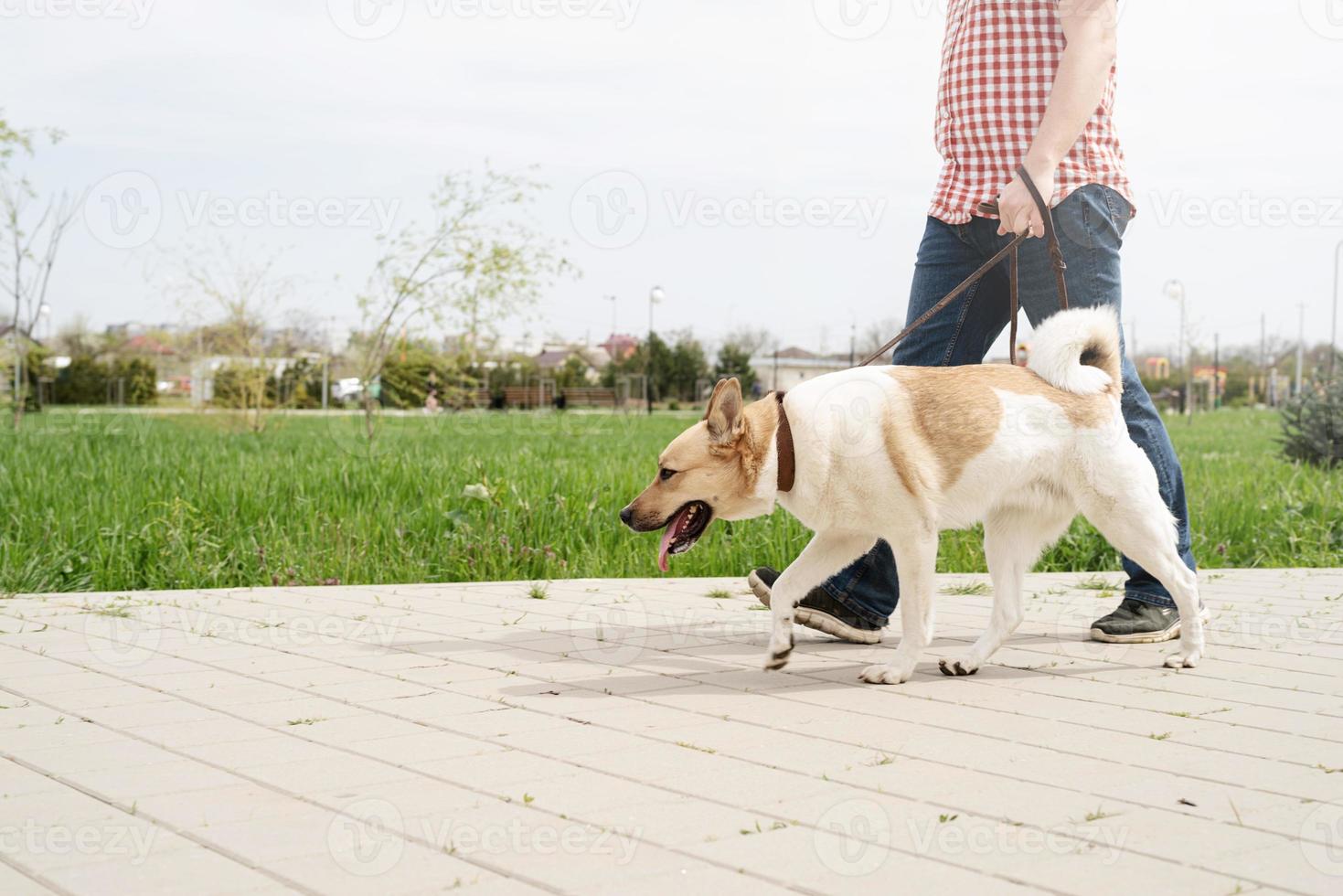 Profile shot of a young guy walking his dog in a park on a sunny spring day photo