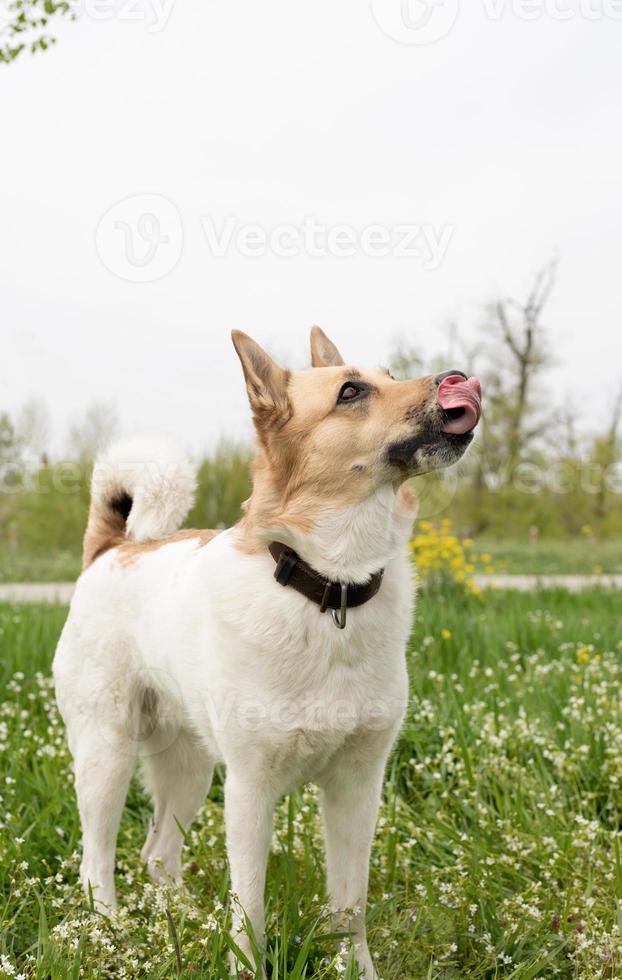 lindo perro pastor de raza mixta sobre hierba verde en flores de primavera foto