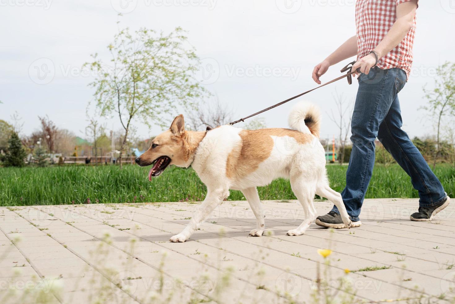 Profile shot of a young guy walking his dog in a park on a sunny spring day photo