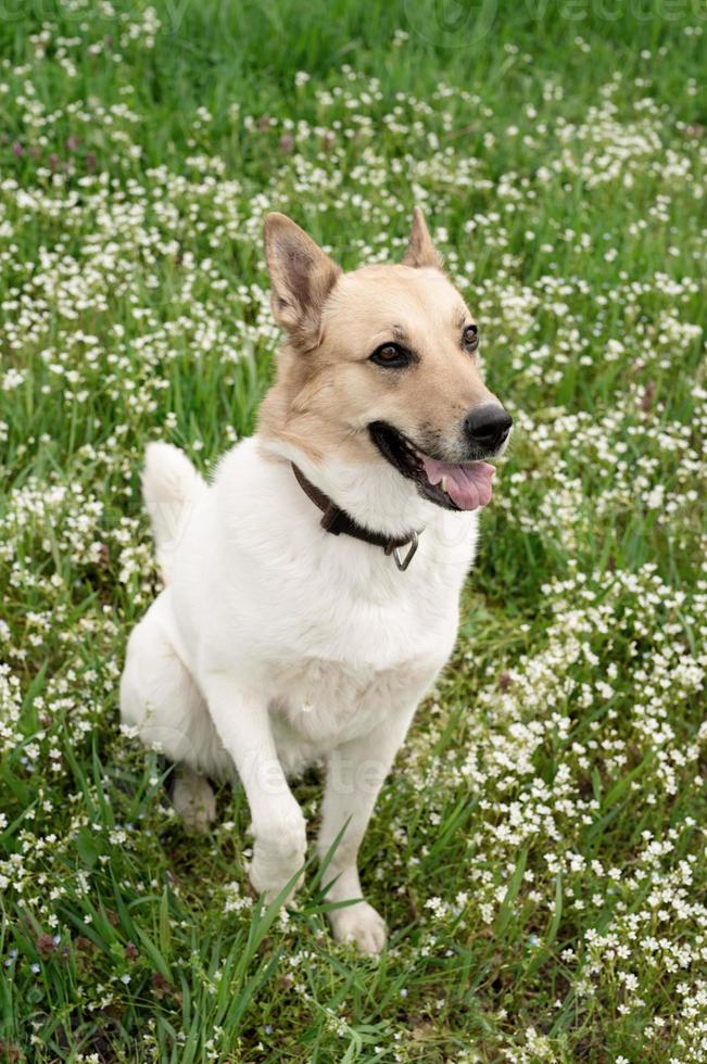 Cute mixed breed shepherd dog on green grass in spring flowers photo