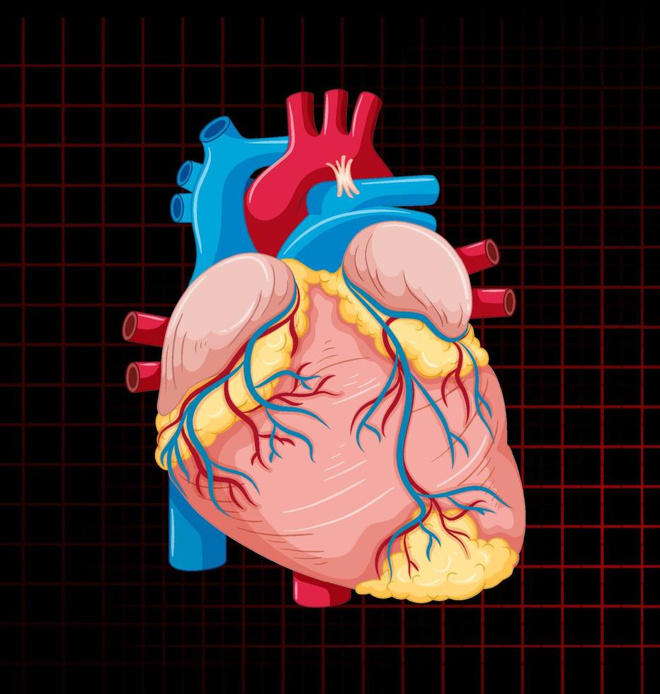 Human internal organ with heart vector