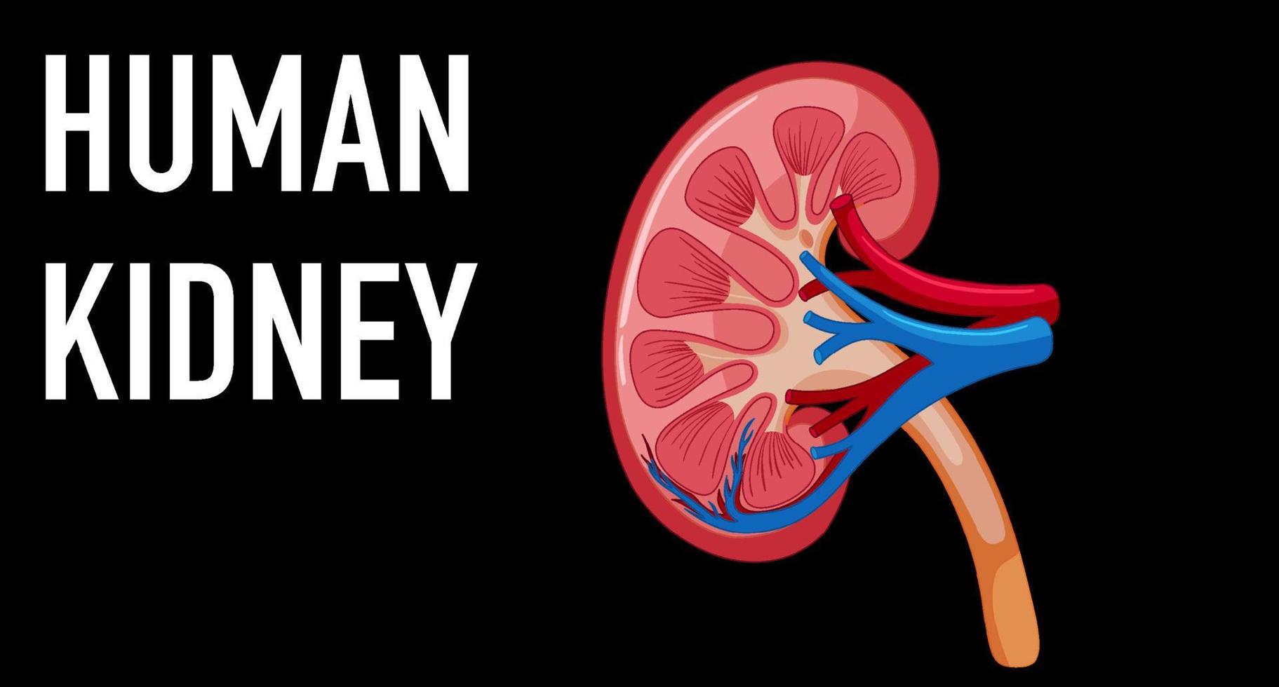 Human internal organ with kidney vector