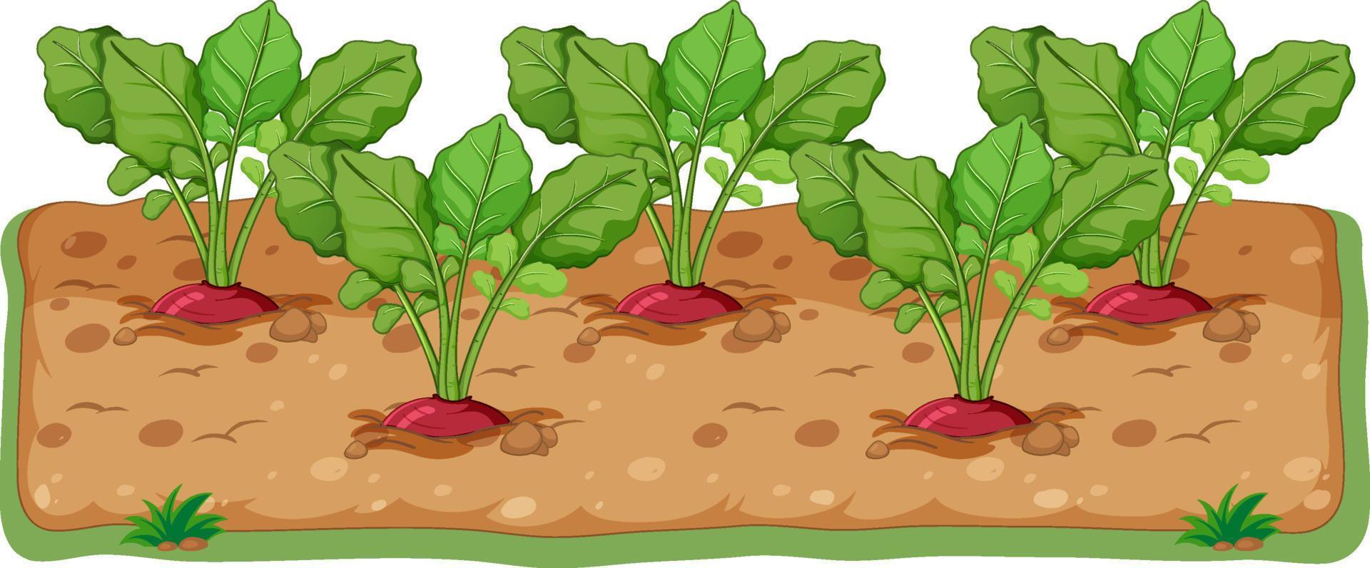 Radishes growing in soil cartoon vector