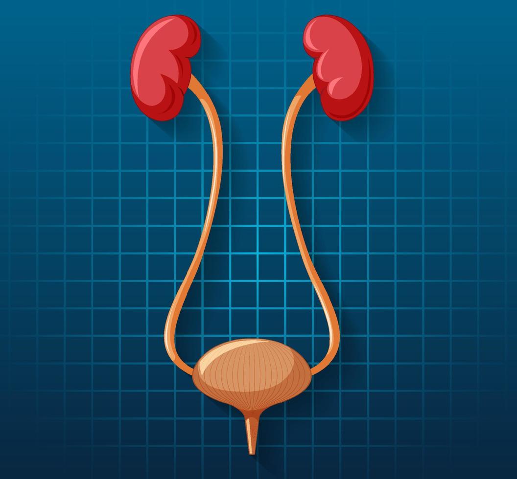 Human internal organ with kidneys and bladder vector