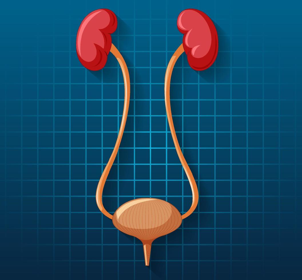 órgano interno humano con riñones y vejiga vector