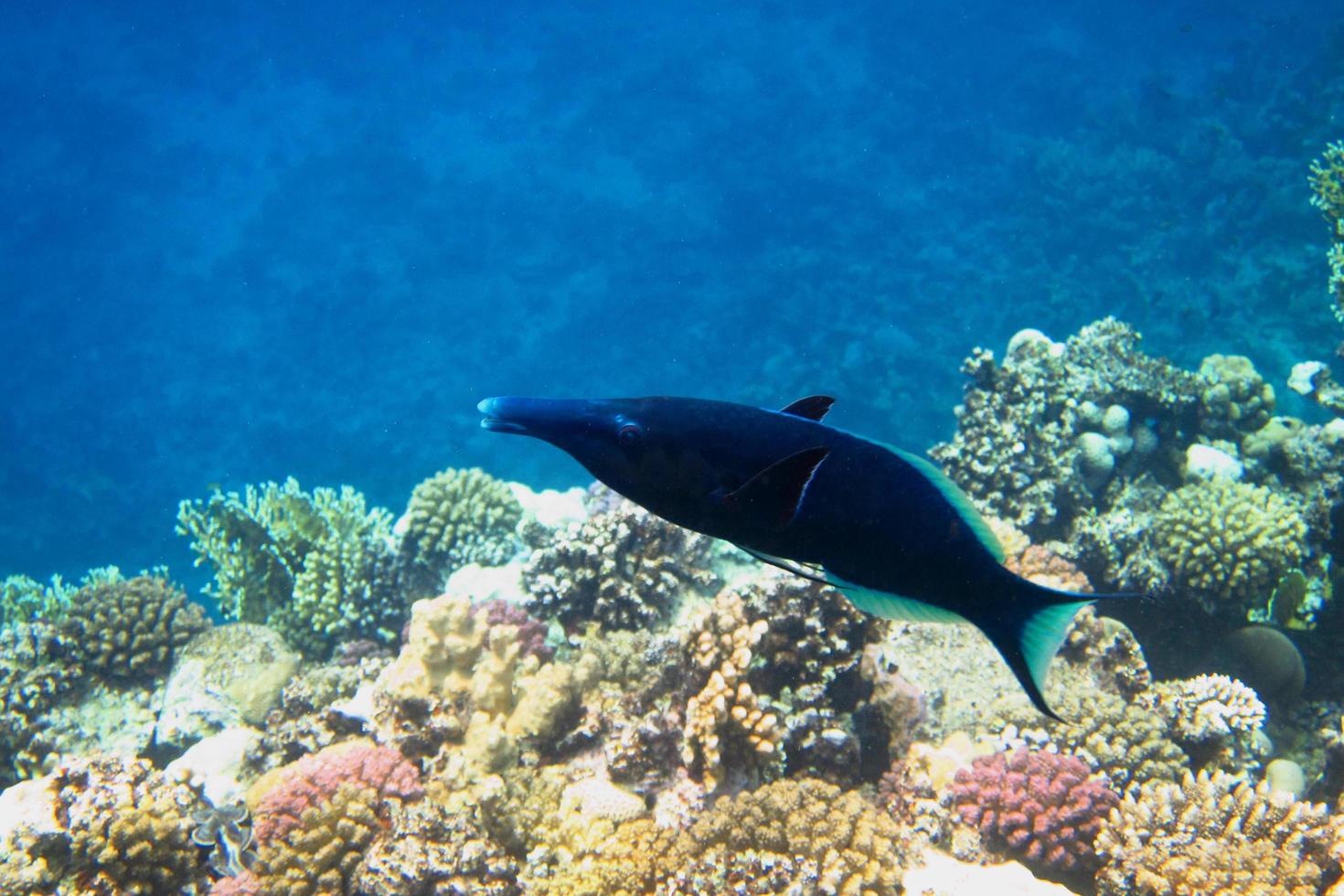 longnose wrasse in the red sea photo