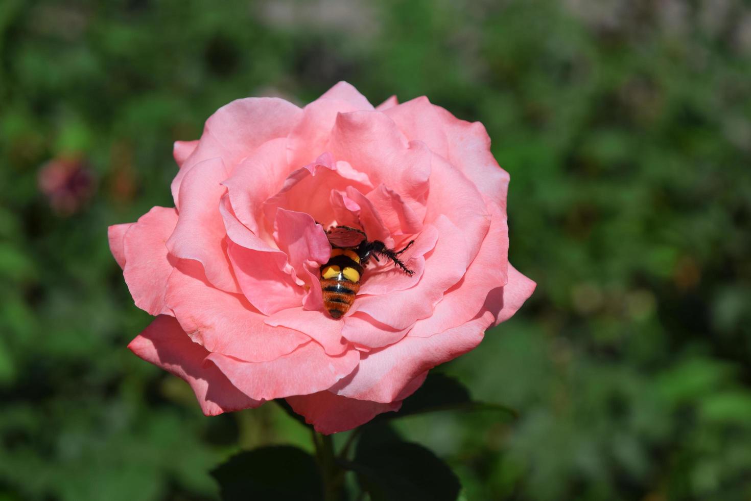 una abeja grande recoge néctar de una rosa rosa foto
