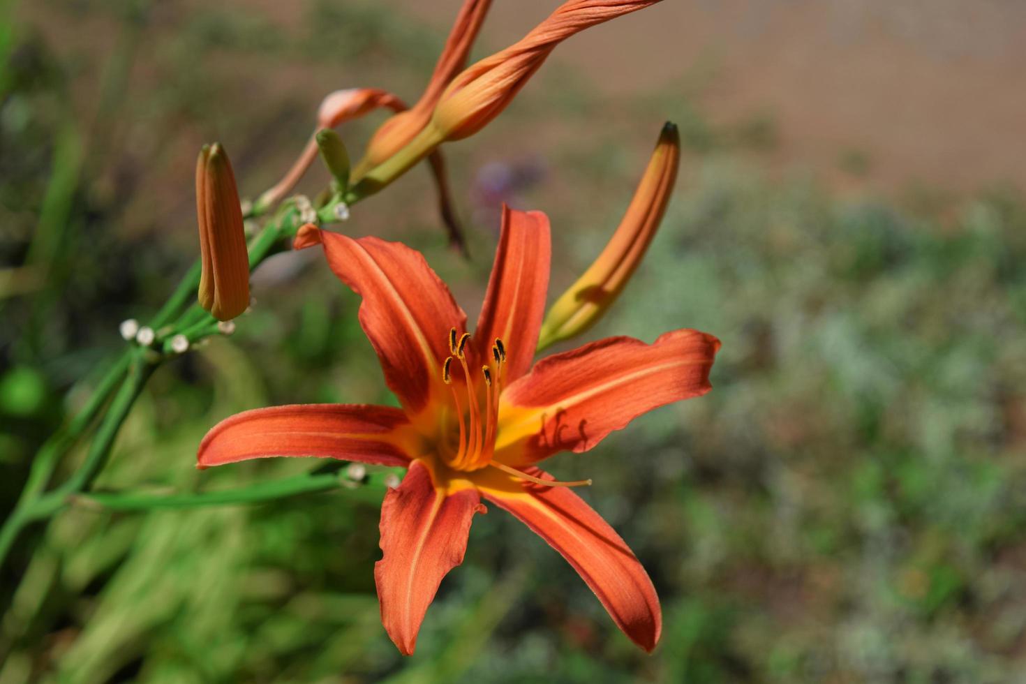 the orange lily photo