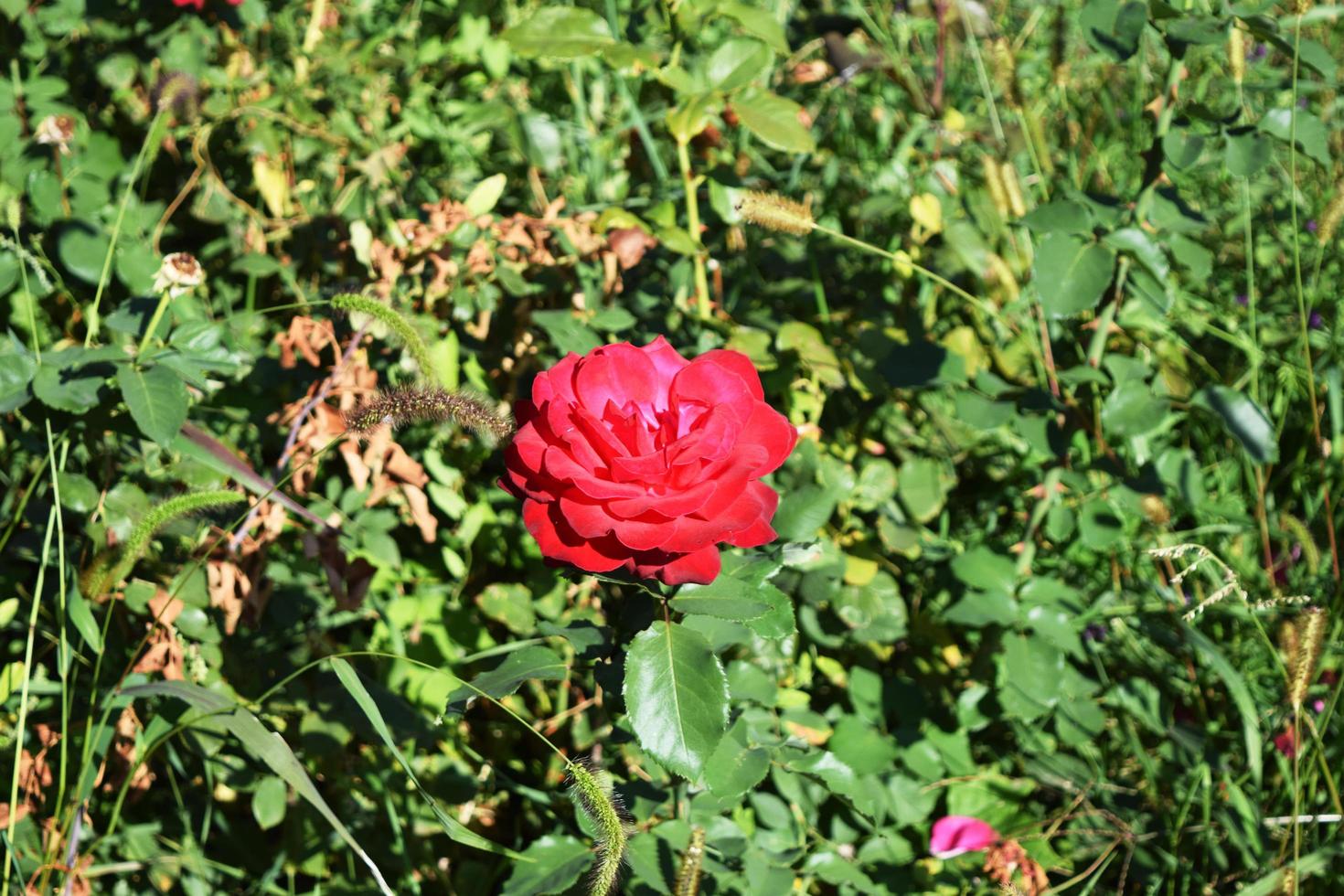 una rosa roja brillante está creciendo foto