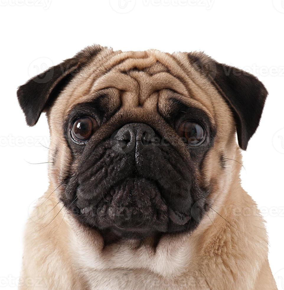 Pug dog isolated on a white background photo