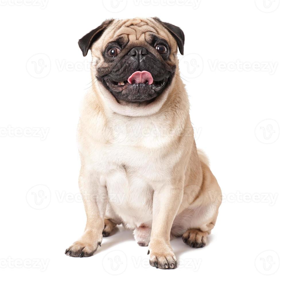 Pug dog isolated on a white background photo