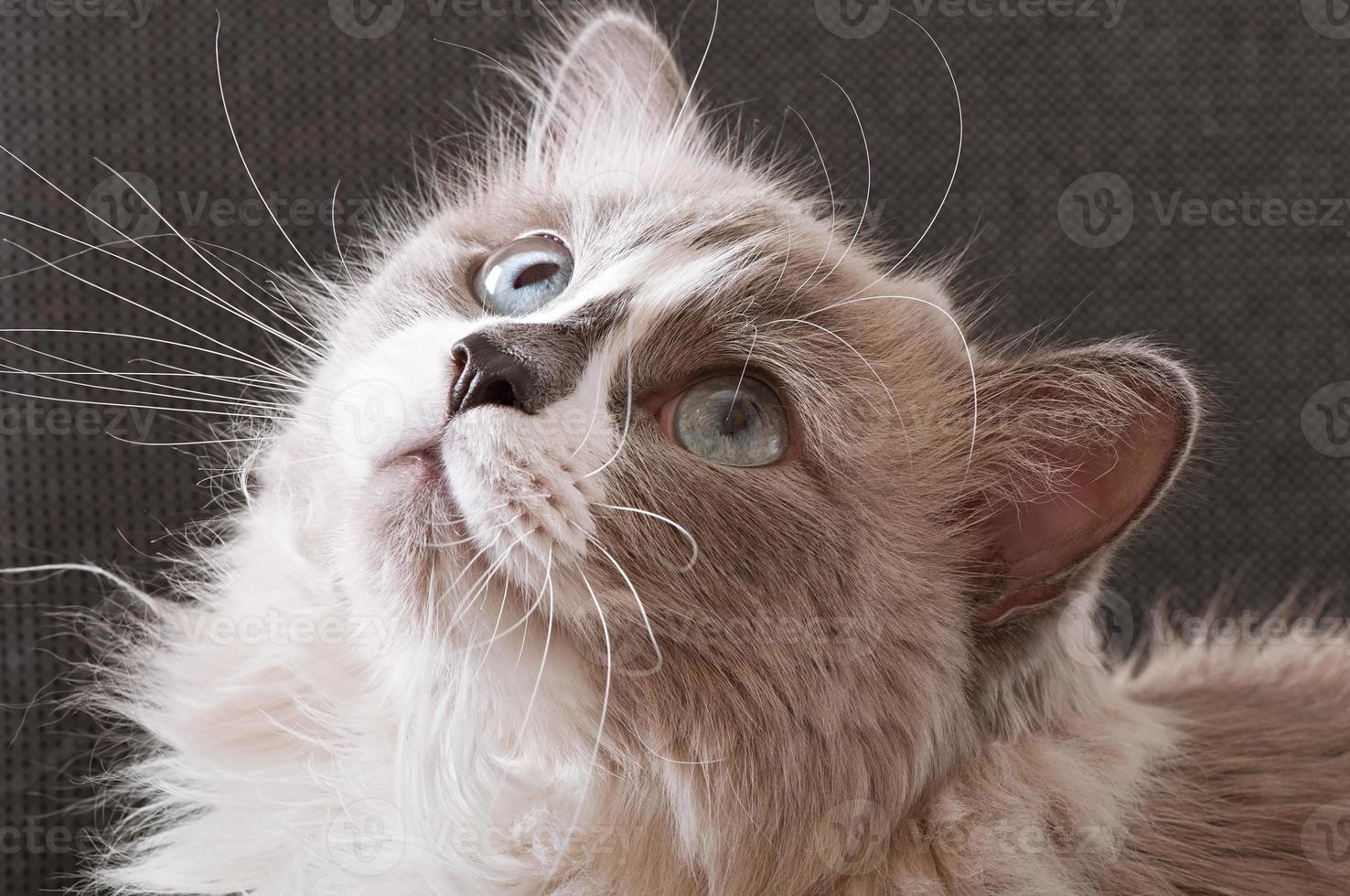 Ragdoll breed of cat face close-up photo