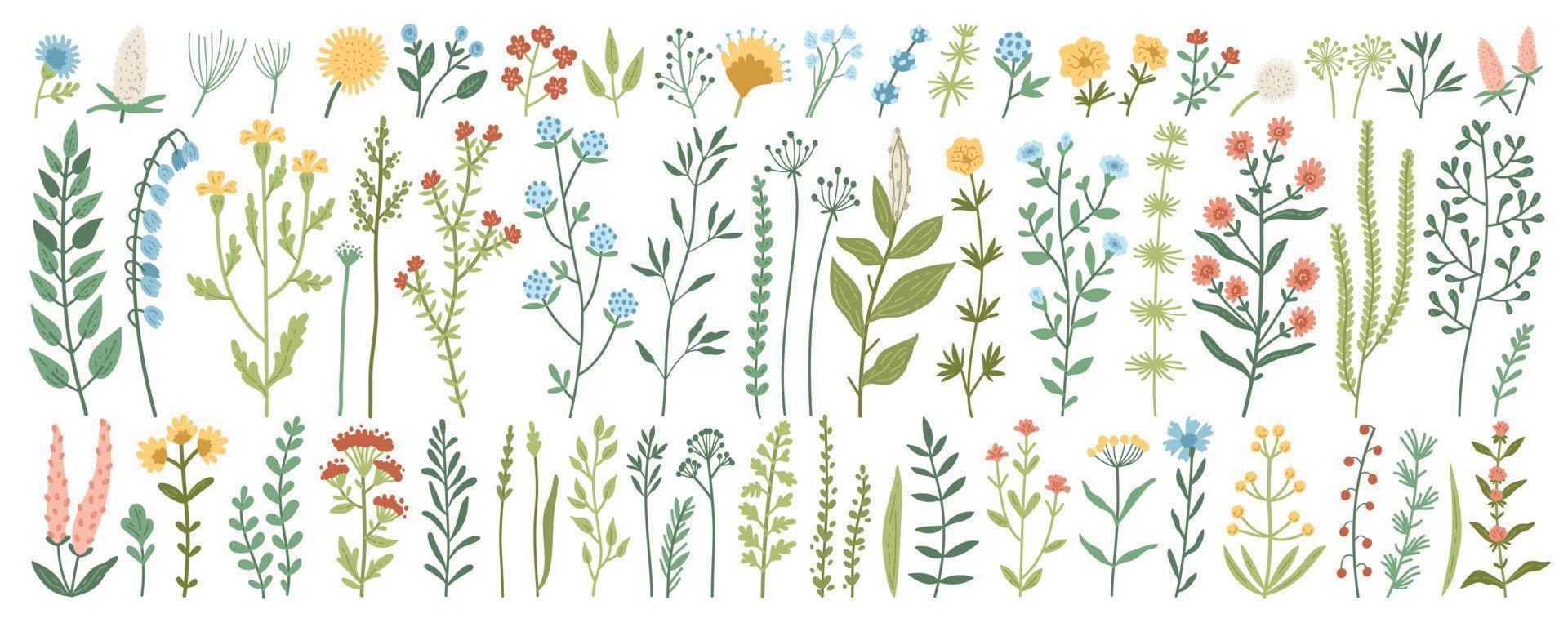 Collection of wild meadow herbs, flowering flowers vector