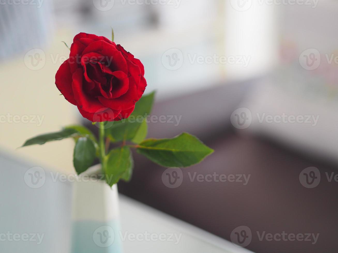 flor de rosa roja que florece en el jardín borroso de fondo natural, concepto de espacio de copia para escribir diseño de texto en el fondo frontal para banner, tarjeta, papel tapiz, página web, tarjeta de felicitación día de san valentín foto