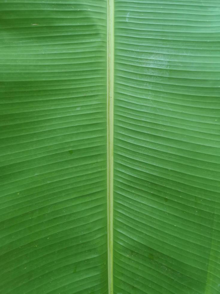 hojas verdes plátano fondo naturaleza , pisang awak plátano cultivado foto