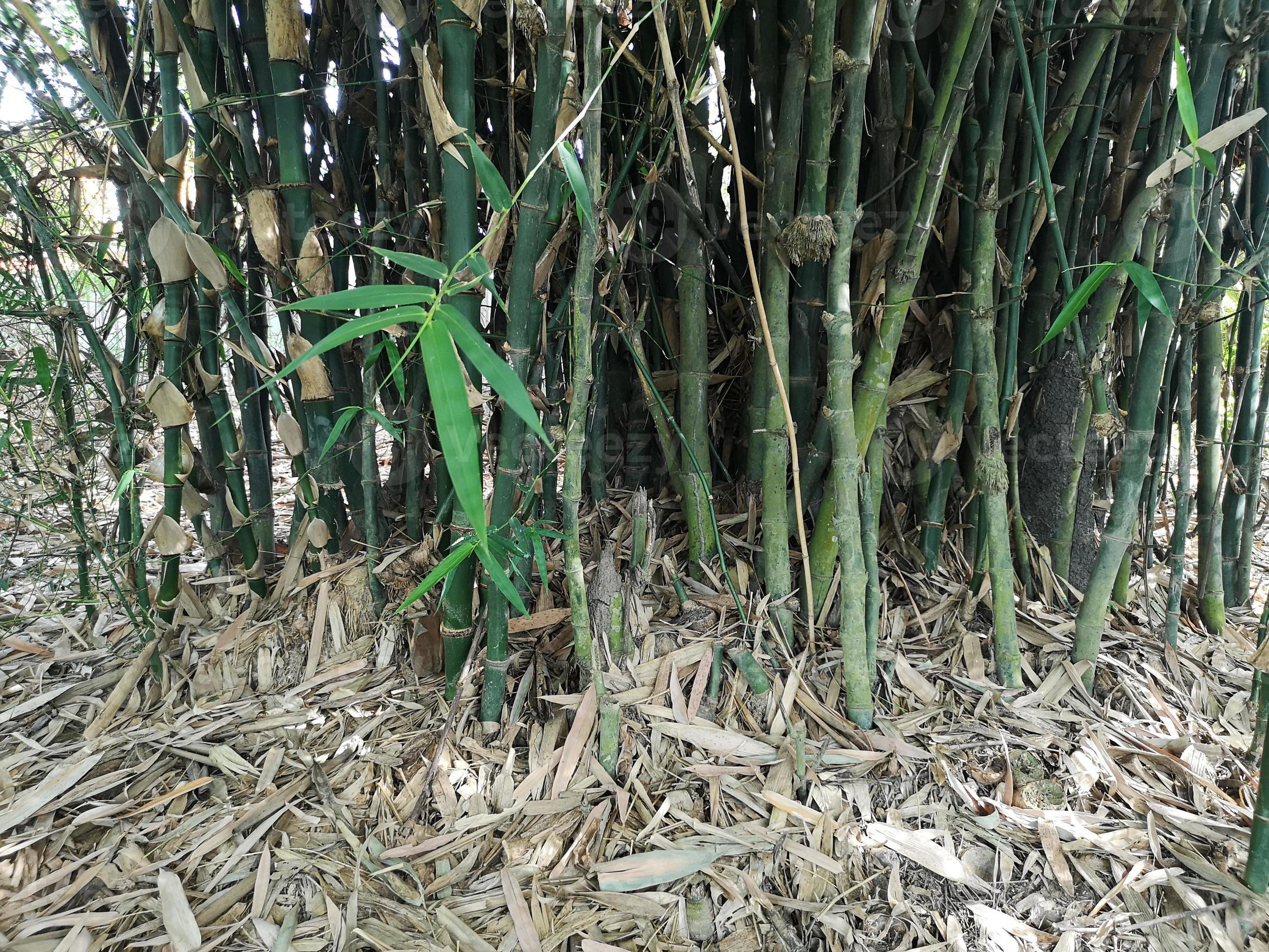 Bamboo bush green nature background dried bamboo leaves fall under the