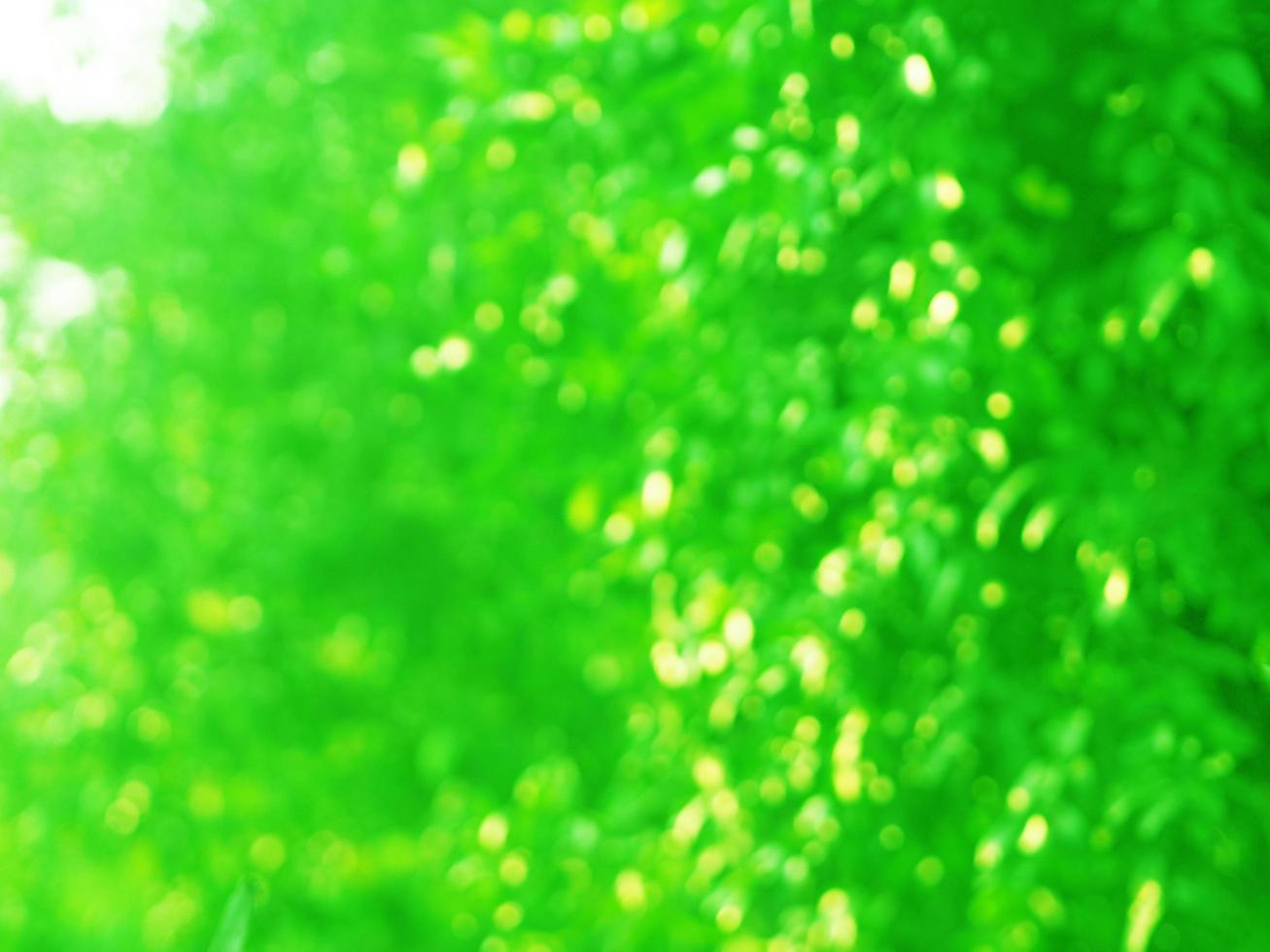 Blurred of green leaf in garden at summer under sunlight. Natural green plants landscape using as a background or wallpaper, bokeh sunshine photo