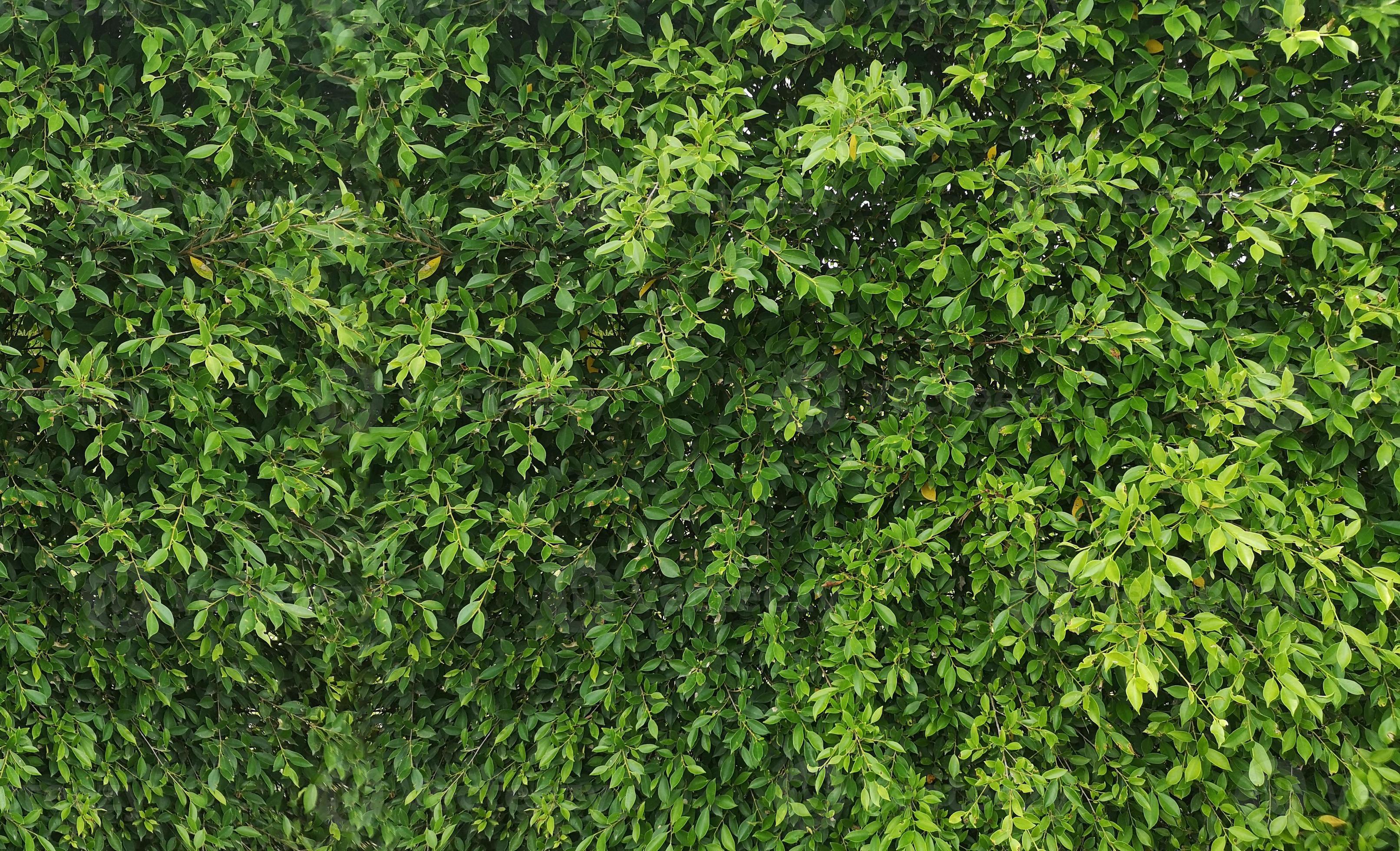 tree-leaves-texture