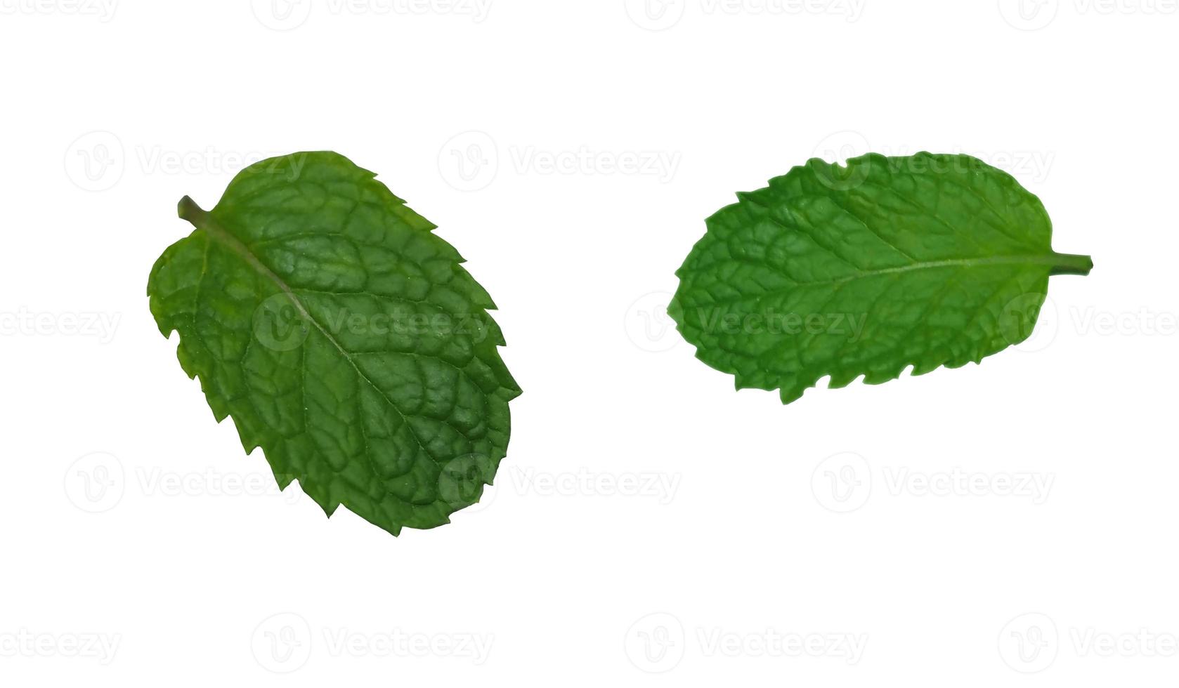 recortar aislar menta, mentha piperita o m. arvensis, comida vegetal verde menta sobre fondo blanco foto