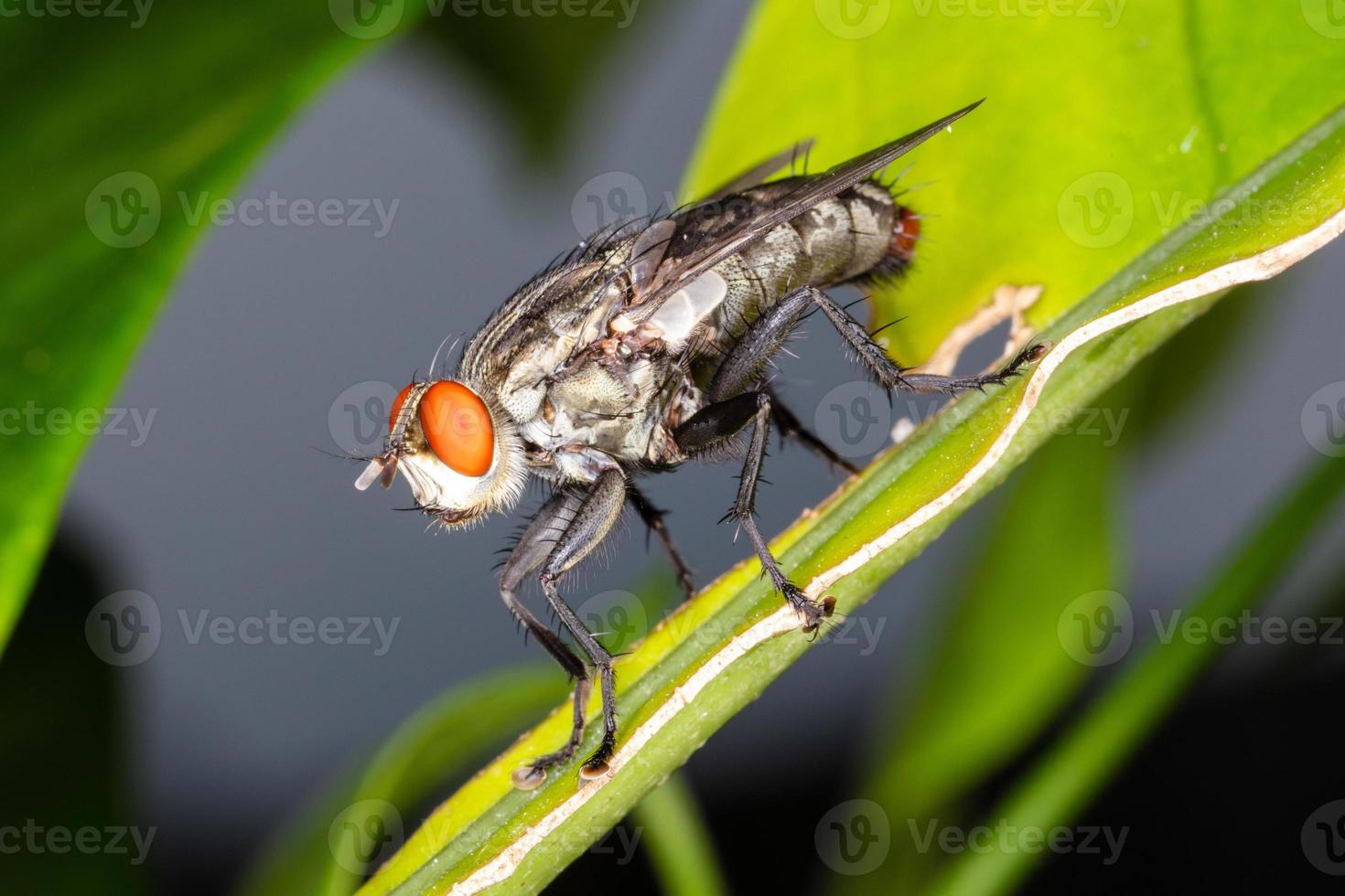 Close up fly on green leaf. photo