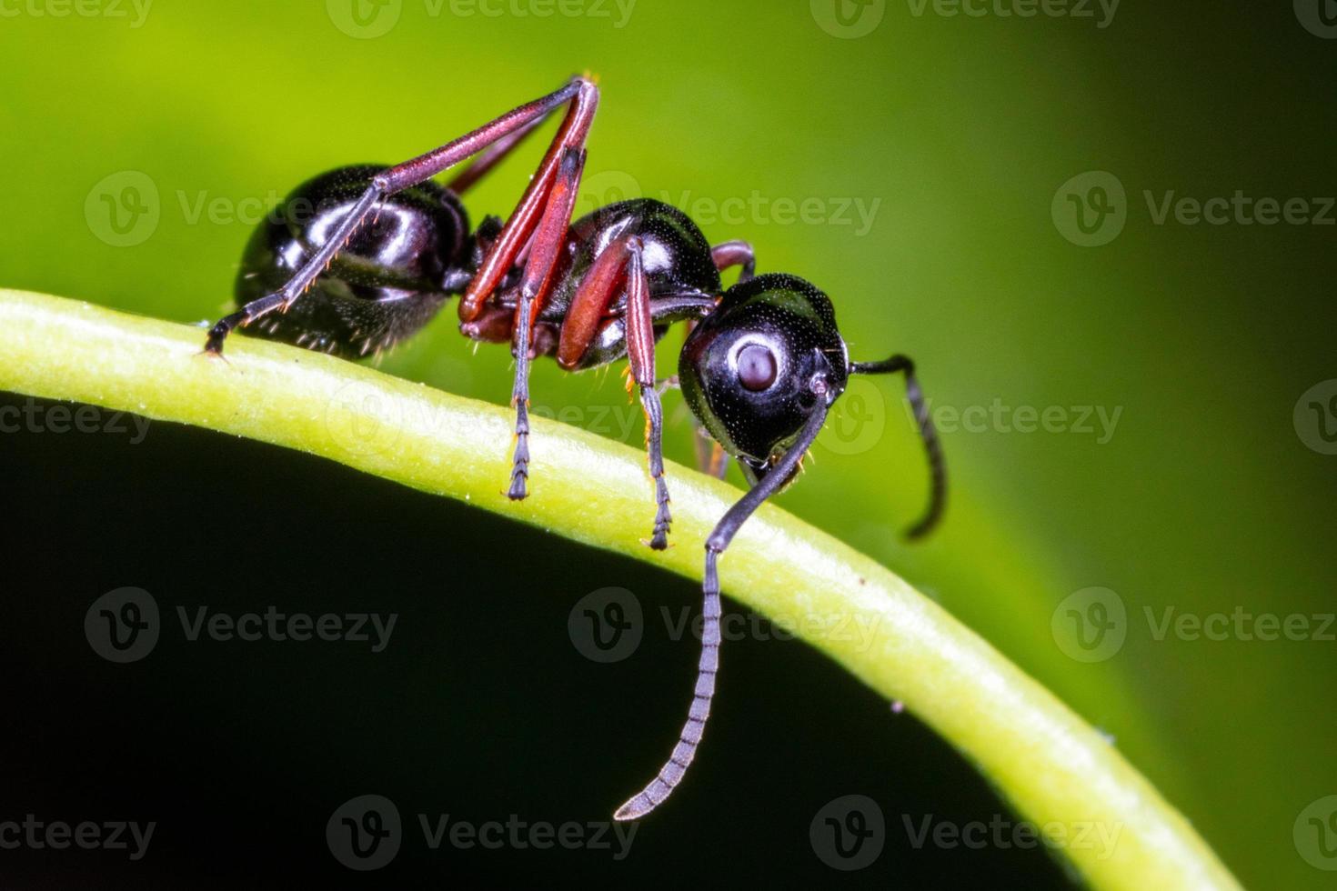 Close up black ant on green leaf. photo