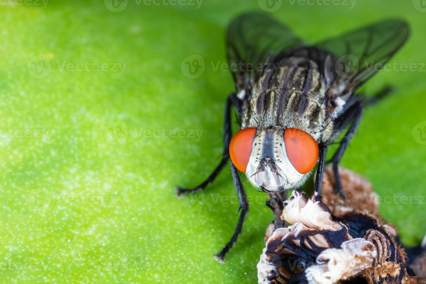 Close up fly on green leaf. photo