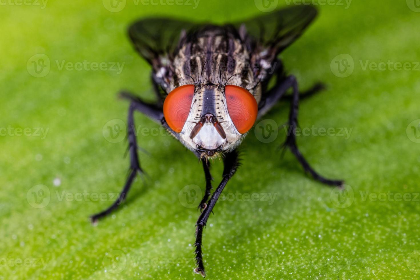 Close up fly on green leaf. photo