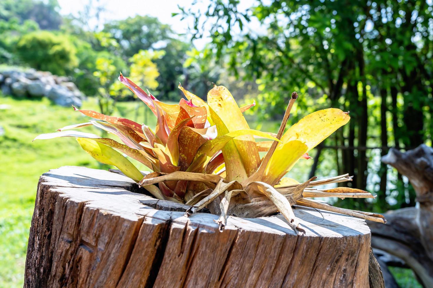 planta de árbol con hojas amarillas que crecen en un viejo tocón de árbol seco en el parque de verano. las plantas ornamentales crecen en una creativa maceta de madera con un fondo verde de naturaleza. foto