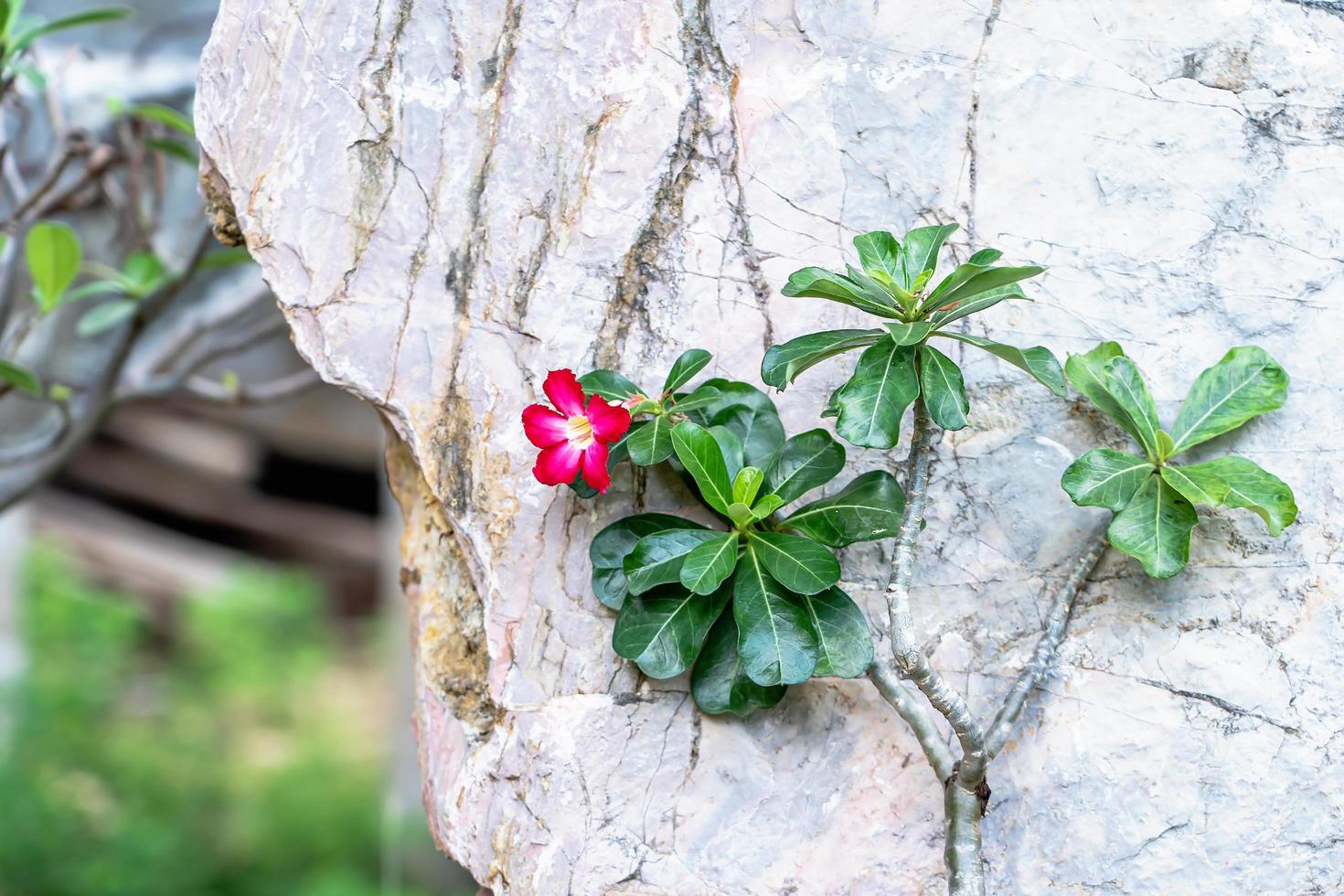 primer plano de adenium de pétalos de color rosa en el jardín. árbol de adenium obesum, ping bignonia o rosa del desierto con hojas verdes sobre fondo texturizado de piedra blanca y gris en el parque sobre fondo natural borroso. foto