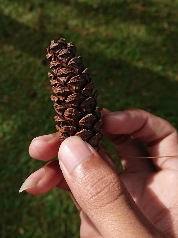 hands and pinecones photo