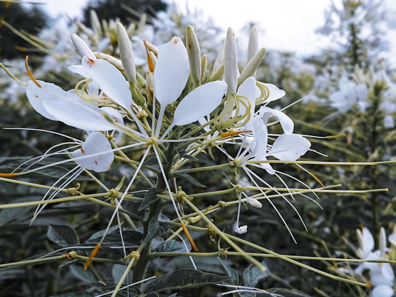 hermosa flor blanca macro foto