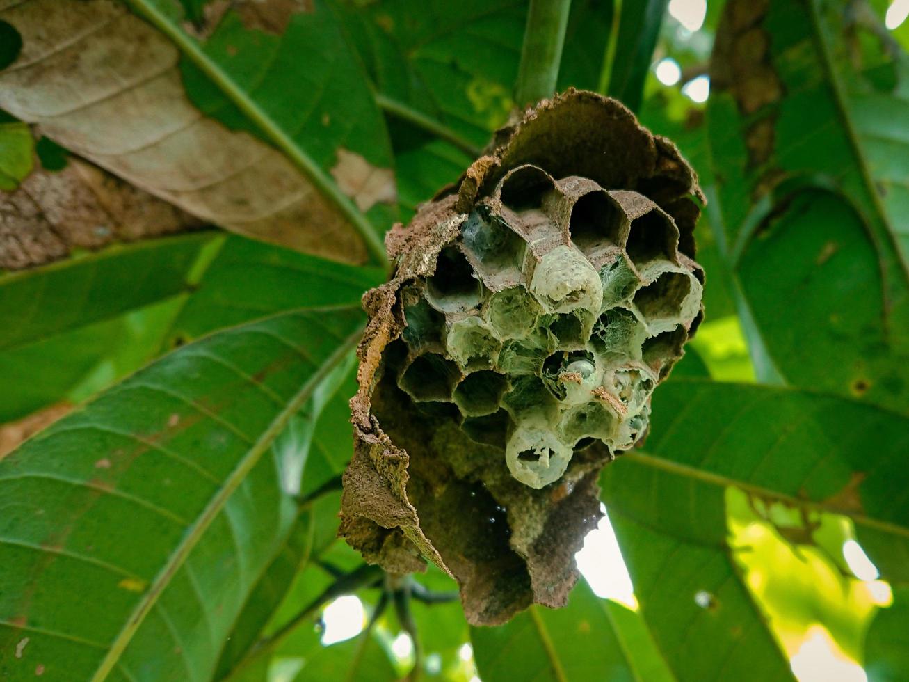 beehive in the tree photo